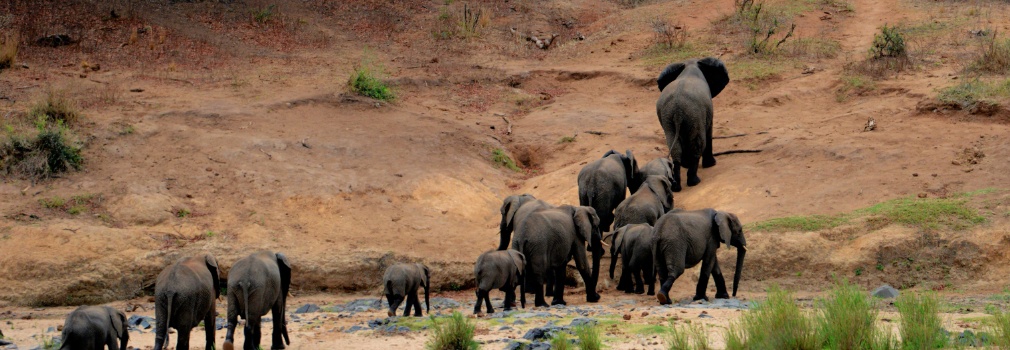 Elephants in Sri Lanka